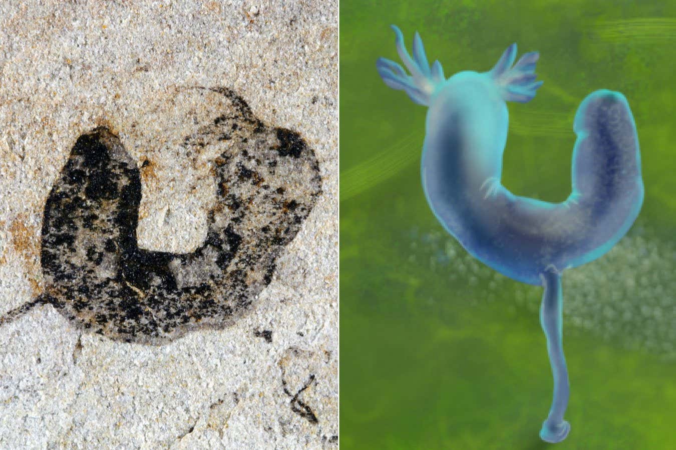 Fossil and artist reconstruction of the deuterostome Cambroelnid from the Egawa Biota (approximately 554 to 539 million years ago), scale bar: 2 mm.