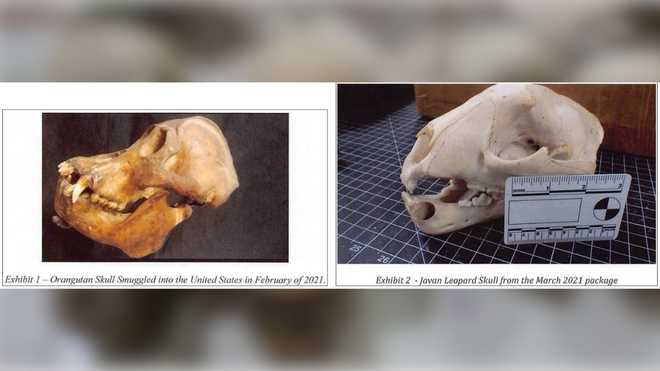 Read about wildlife trafficking arrests
