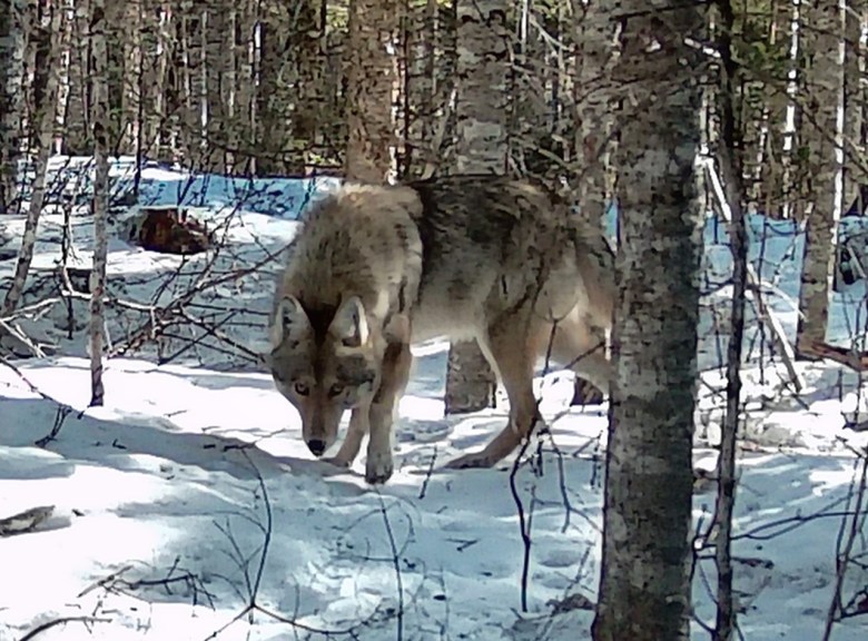 5 takeaways from Maine's new wildlife control plan