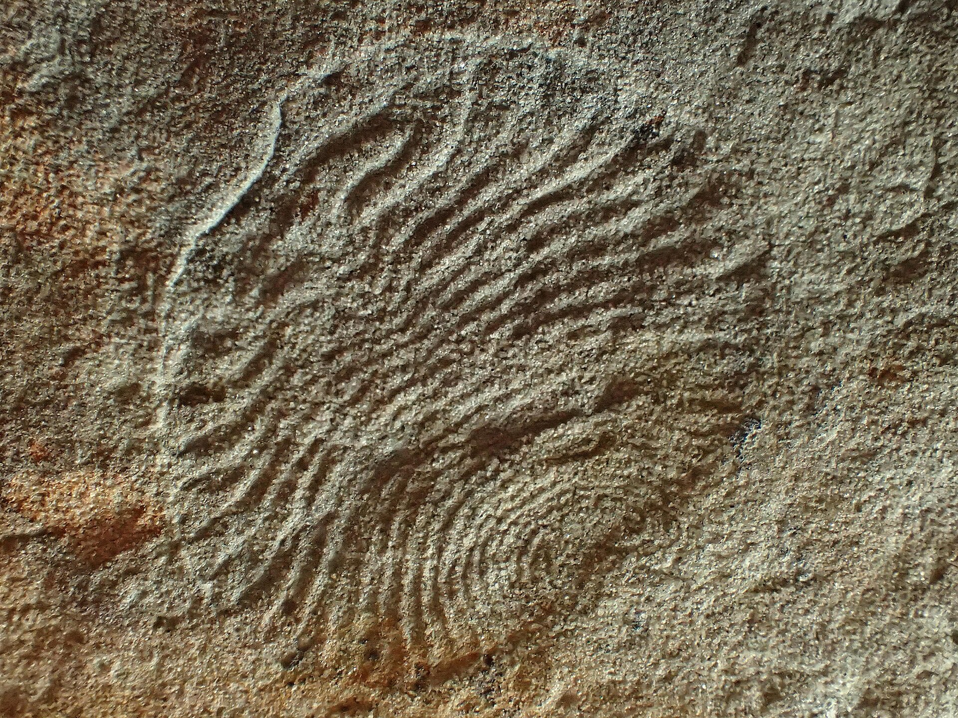 Fossil of Archiaspinus, a member of the Ediacaran biota