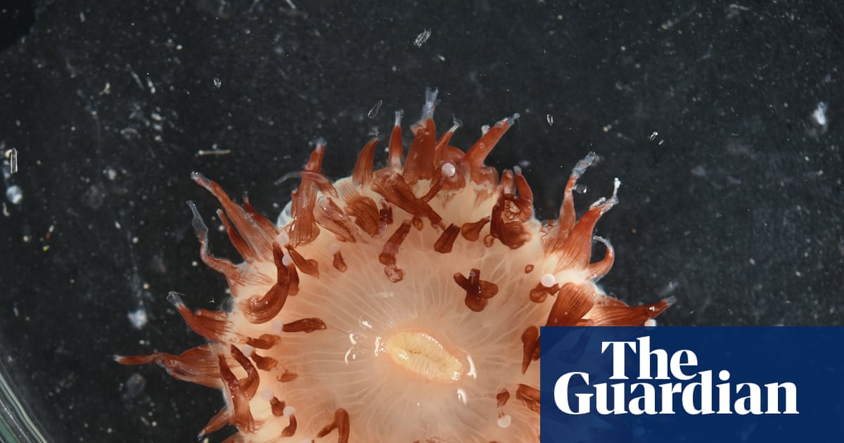 Deep sea discoveries: Scientists discover more than 110 new species of fish and invertebrates in the Coral Sea