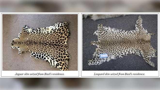 Read about wildlife trafficking arrests