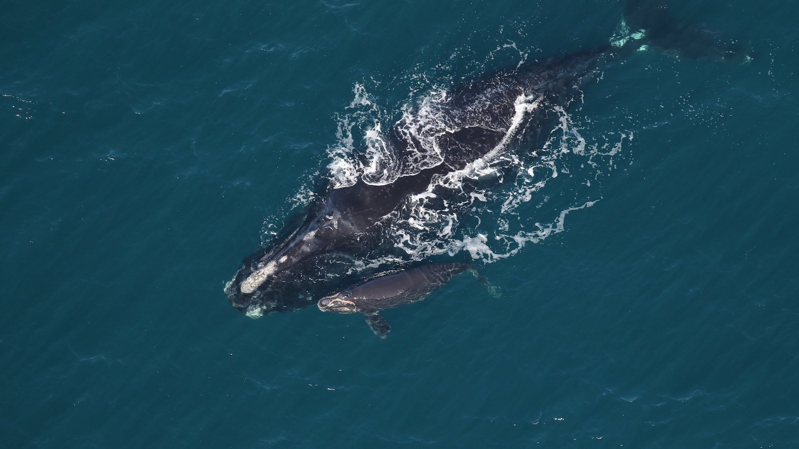 North Atlantic right whale and its calf