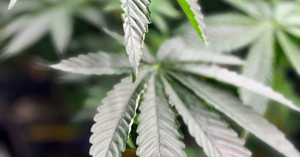 Survey finds Washington doctors are sounding the alarm over the health effects of marijuana