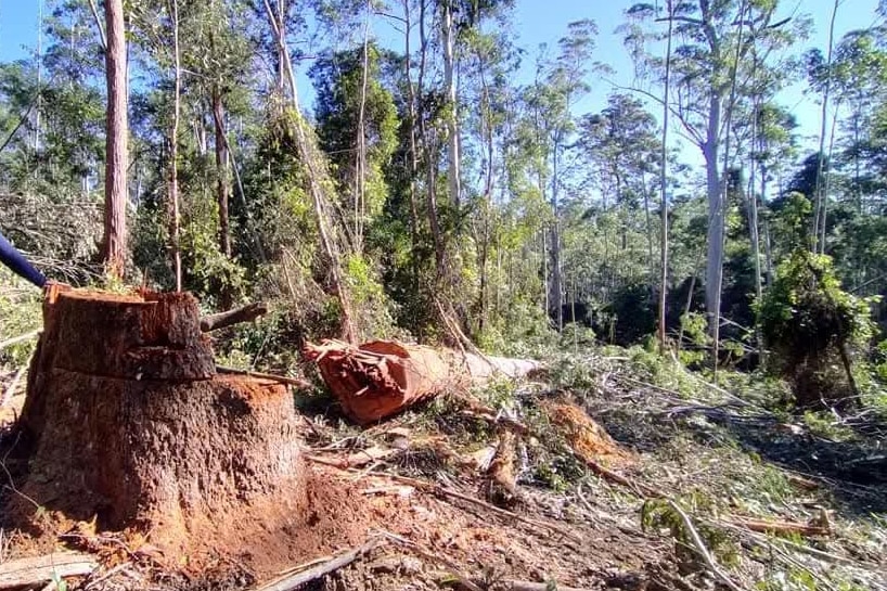 Illegally felled trees in Wild Cattle Creek State Forest